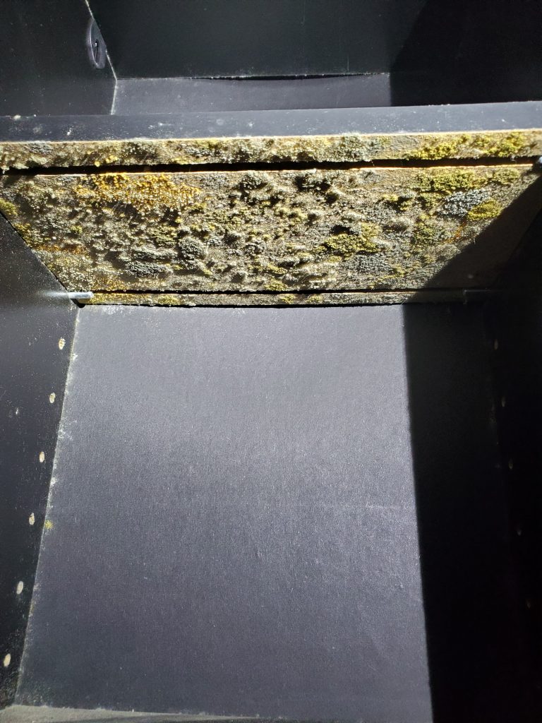 Mold Treatment in Christiansburg